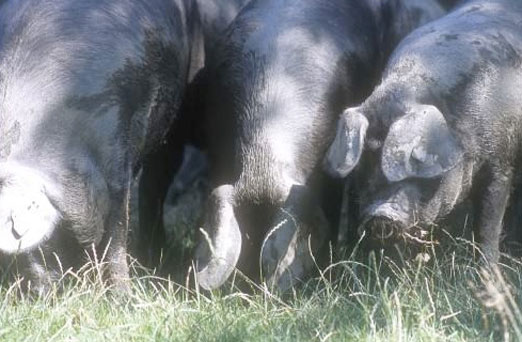 Le porc noir de Bigorre