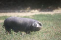 Le porc noir de Bigorre